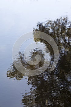 Tree Branch Reflection In Still Blue Lake Surface