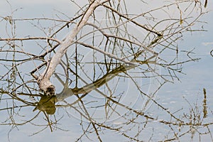 Tree branch reflection in water