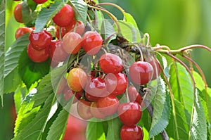 On a tree branch, ripe berries sweet cherry Prunus avium