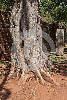 Tree Branch San Ignacion Mini Mission Argentina