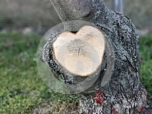 Tree branch sawed off in heart shape