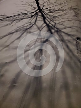 Shadow Art on a December Night