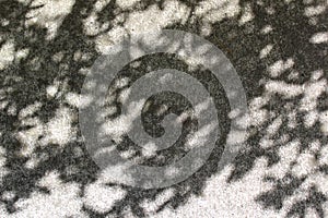 Tree branch shadows on the walkway