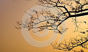 Tree branch silhouette