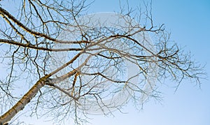 Tree branch silhouette.