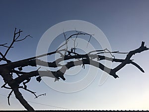 A tree branch silhouetted against blue sky