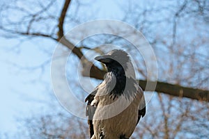 On a tree branch sits a crow in the park.