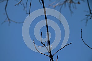 Tree branch on sky background