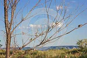 Tree branch with sparrows