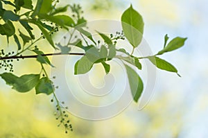 Tree branch in spring with young leaves on a blurred background. Soft focus. Copy space. Natural background