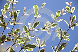Tree branch Texture of terminalia ivorensis Chev on blue sky background.