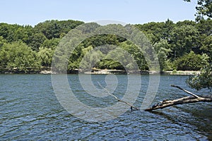 Tree branch with turtles