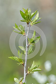 A tree branch with unfurling leaves in close-up on a blurry background