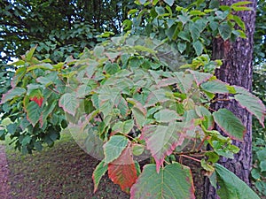 A tree branch with vividly coloured leaves against the background of forest