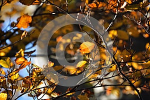 Tree branch in wam autumn light