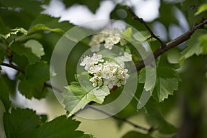 Tree branch on the white background