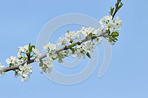 A tree branch with white flowers against a blue sky. Cherry, apricot, apple, pear, plum or sakura blossoms. Close-up