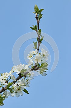 A tree branch with white flowers against a blue sky. Cherry, apricot, apple, pear, plum or sakura blossoms. Close-up