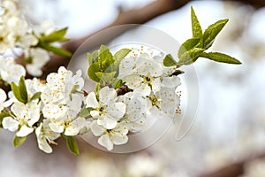 A tree branch with white flowers and young leaves. Cherry, apricot, apple, pear, plum or sakura trees in bloom. Close-up on a