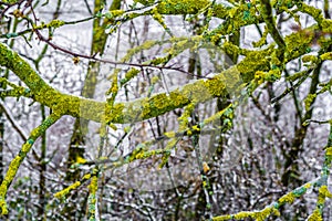 Tree branch on a winter snowy morning