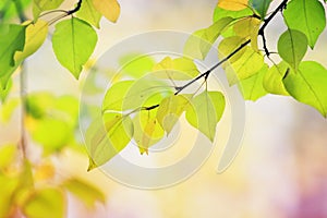 Tree branch with young green leaves on a Sunny background