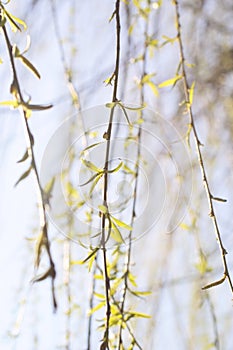 Tree branches