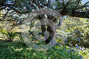 Tree with it branches