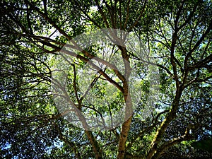 Tree and branches