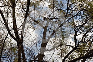 Tree branches