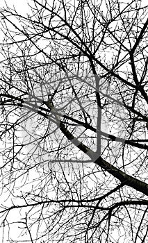 Tree Branches