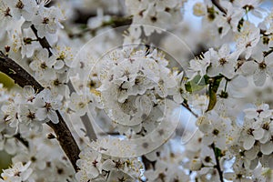 Tree branches with abundant white blooms