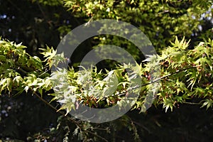 Tree branches of Acer palmatum Sango-Kaku