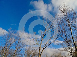 Tree branches against a background of cloudy, November, blue sky.
