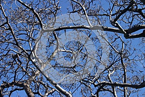 Tree Branches against Blue Background