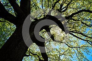 Tree branches against blue sky