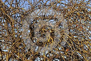 tree branches against the blue sky