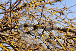 tree branches against the blue sky