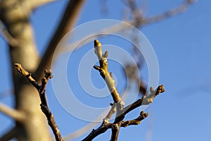 tree branches against the blue sky