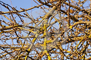 tree branches against the blue sky