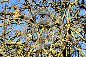 tree branches against the blue sky