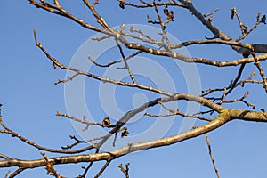 tree branches against the blue sky