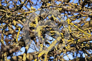 tree branches against the blue sky