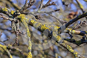 tree branches against the blue sky