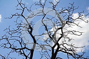 Tree branches against blue sky