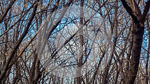 Tree branches against the blue sky, clouds, dawn, sunset. Forest, Park, nature. Autumn-spring