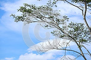 Tree Branches Against Blue Sky