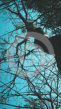 Tree Branches Against Blue Sky