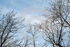 Tree branches against the blue sky. In spring, without leaves.