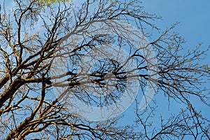 Tree branches against the blue sky. In spring, without leaves.