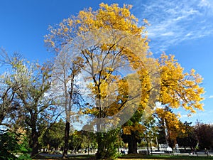 Tree branches against bright vivid blue sky and light thin clouds. Autumn in the park.